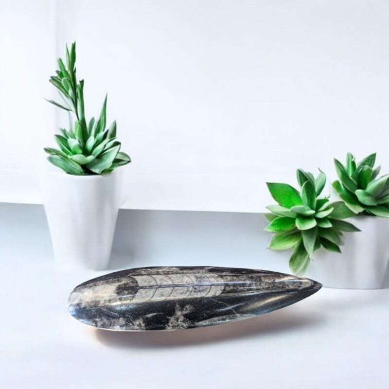 Polished Orthoceras Fossil