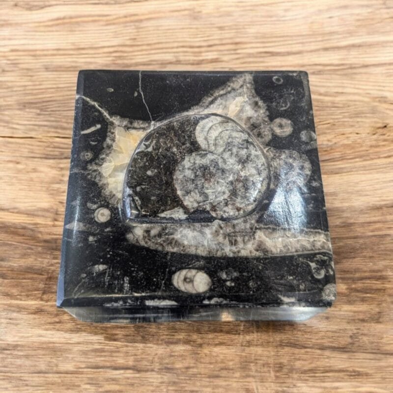 Orthoceras Fossil Box