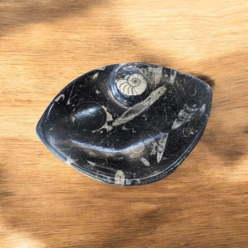 Orthoceras Fossil Dish