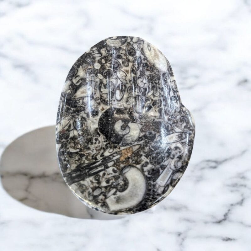 Orthoceras Fossil Hand Dish