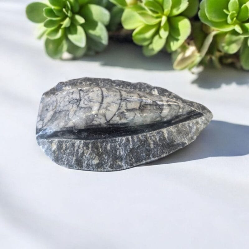 Orthoceras Fossil Matrix