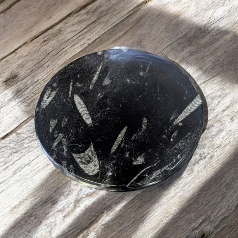 Orthoceras Fossil Plate (M)